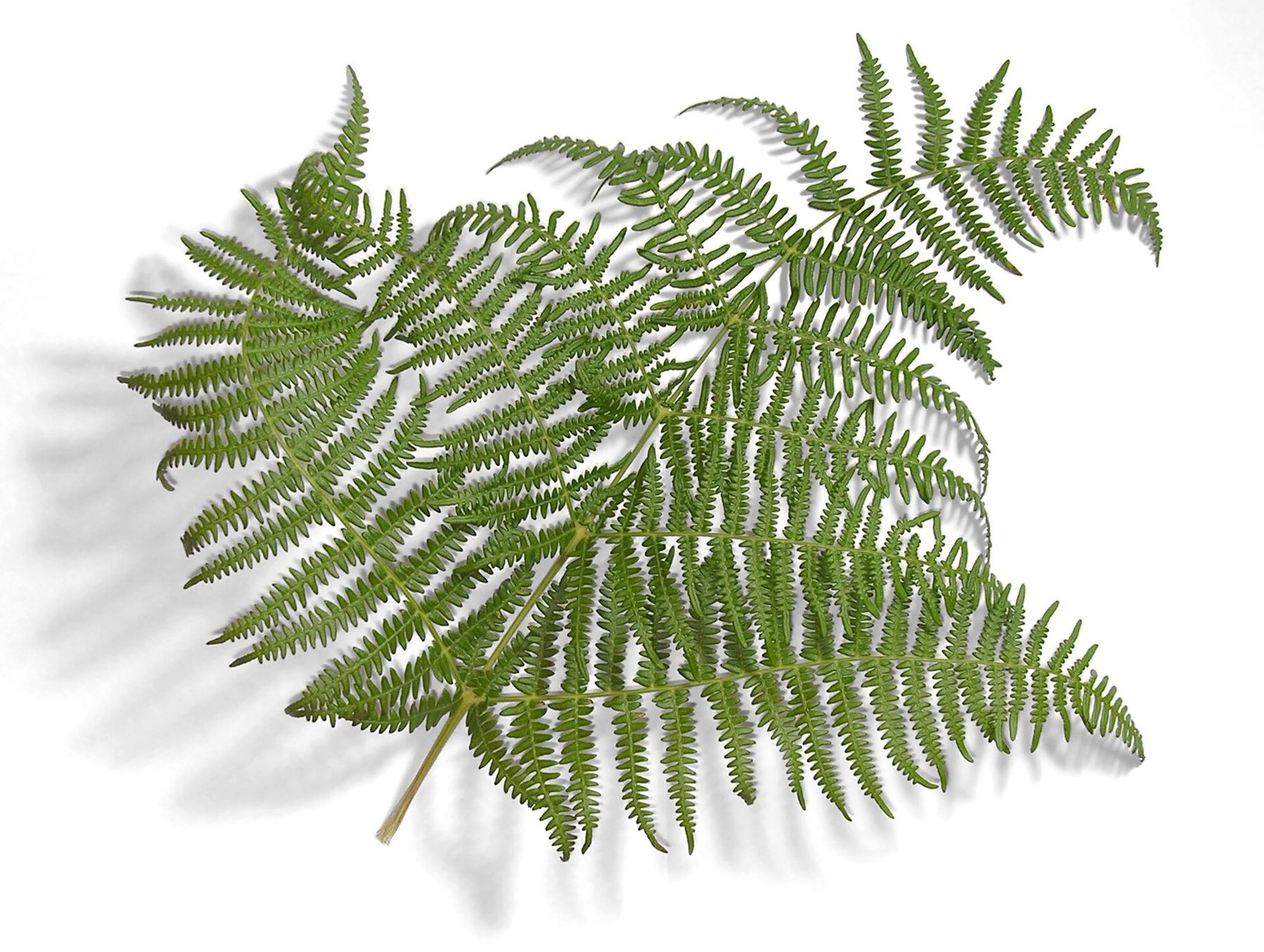 A single fern leaf
